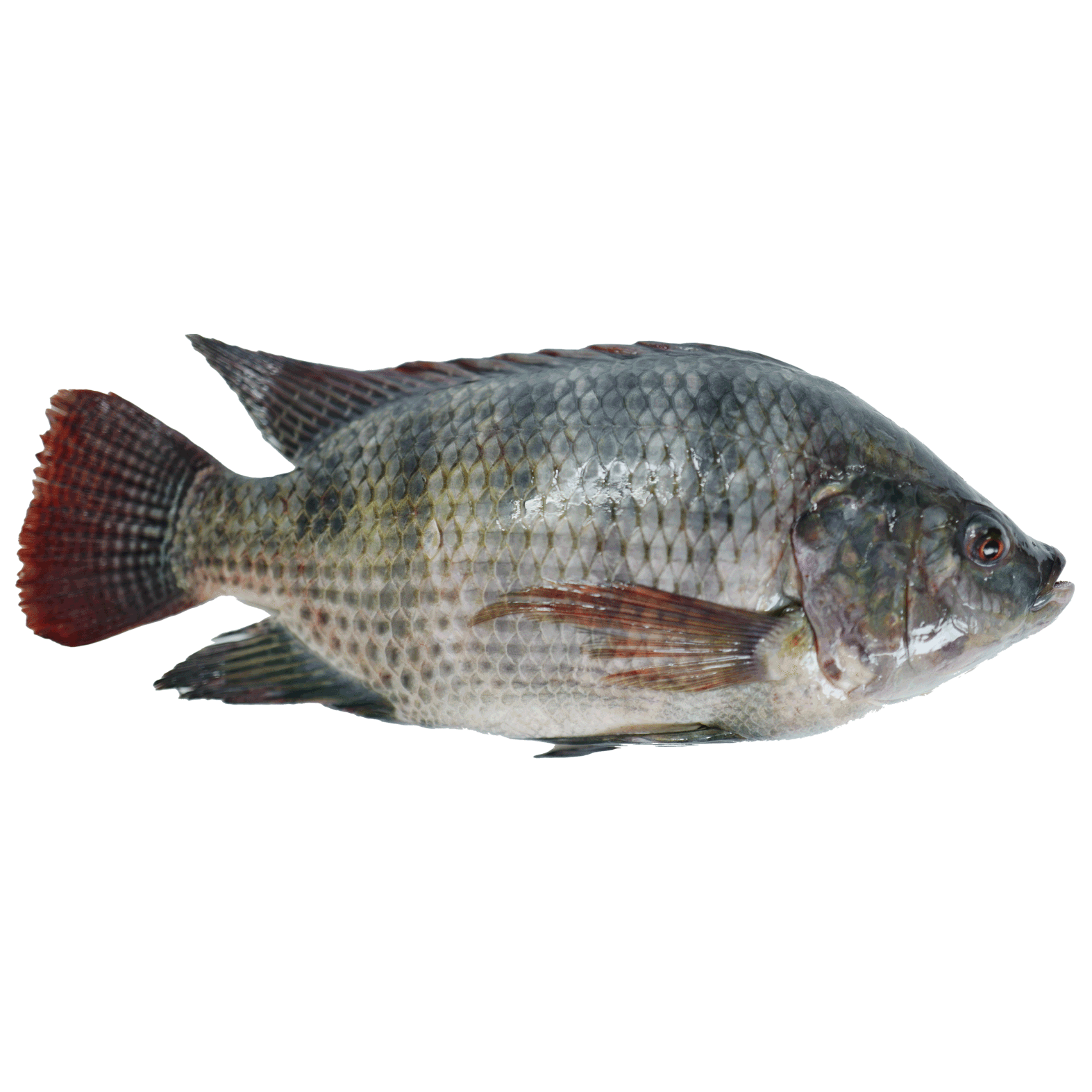 black tilapia