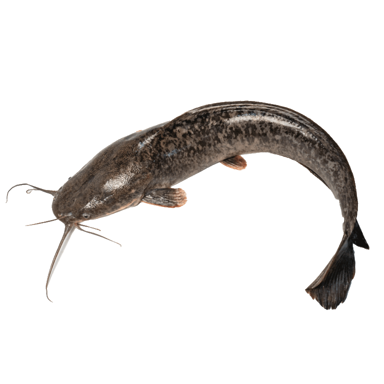 catfish 2