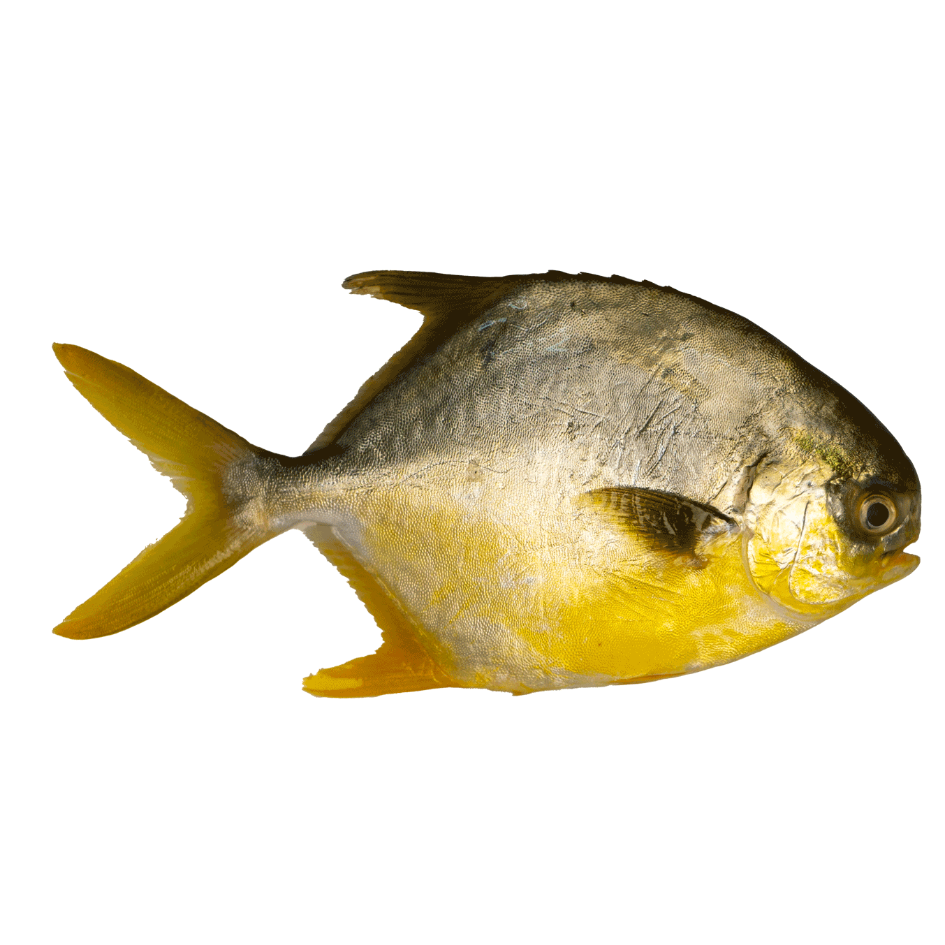 golden pomfret